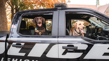 Lehigh labs looking out the windows of a police car
